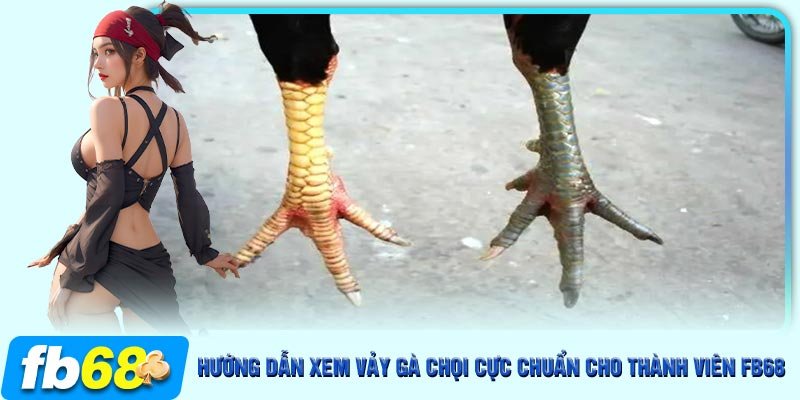 Cách xem vảy gà cực chuẩn theo kinh nghiệm sư kê