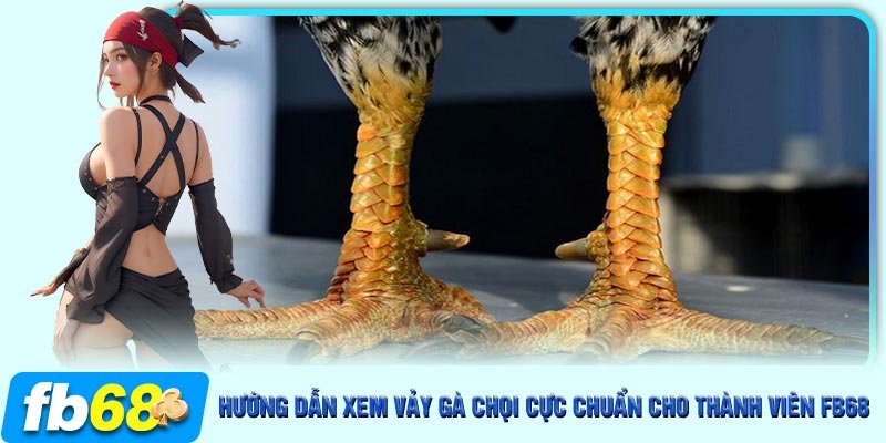 Chi tiết về việc đánh giá vảy gà cực chuẩn cho sư kê